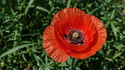 Realistic oil paint style depiction of a bright red poppy flower created digitally