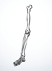 Vector drawing. Bones of the leg