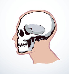 Vector drawing. Skull and neck bones