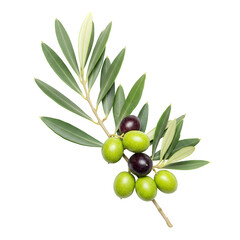 Olive branch isolated on white or transparent background. PNG