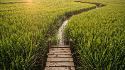 Obraz premium Scenic Wooden Walkways Across Rice Terraces