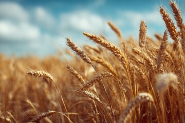 Fototapeta premium Golden wheat field close-up, bright sunny blue sky with fluffy white clouds backdrop