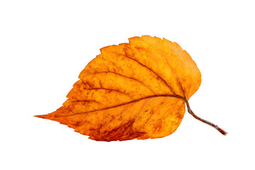 Fototapeta premium Fallen Autumn Leaf Against a Plain White Surface