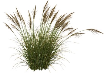 Fototapeta premium A clump of green and brown ornamental grass with feathery plumes isolated on a white background