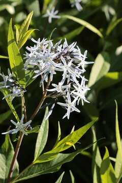 white flowers of  Amsonia tomentosa plant close up
