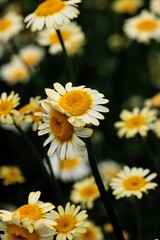 Obraz premium yellow flowers of Anthemis tinctoria plant-Asteraceae Family