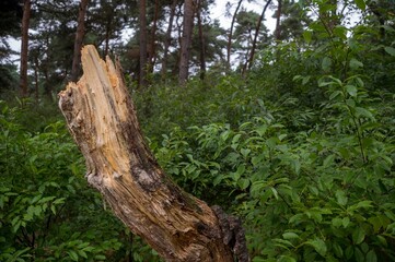 Broken tree trunk surrounded by lush green foliage in forest
