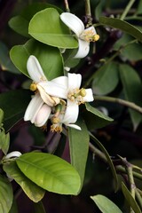 white flowers of blossoming citrus fruit tree close up