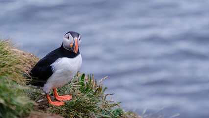 Colorful puffin stands on grassy cliff edge overlooking Icelandic waters