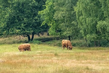 Highland cattle grazing peacefully in a lush green meadow