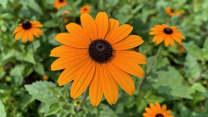 Obraz premium Bloom of Rudbeckia fulgida, known as the orange coneflower or perennial coneflower, Rudbeckia hirta Maya.