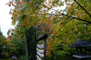 10月になり紅葉が始まった勝林寺の境内の楓
