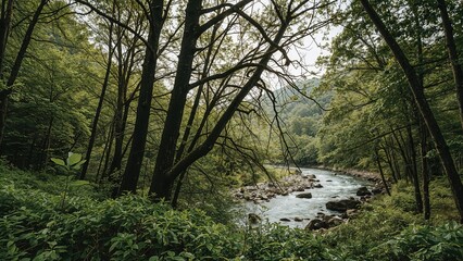 Remote woodland region in elevated landscape by a river