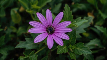 Obraz premium Purple Gazania Flower Displayed in Outdoor Setting