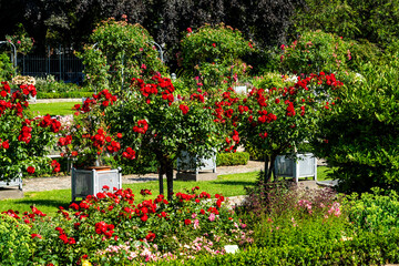 Obraz premium Rosengarten im Park Planten un Blomen in Hamburg