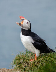 Colorful puffin calling from a grassy cliff near the coast of Iceland