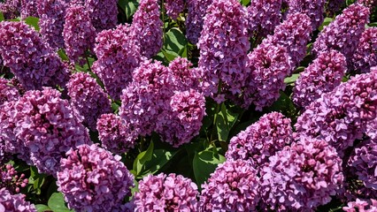 Obraz premium Patch of purple flowers
