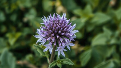Purple bugleweed flowers in sharp focus
