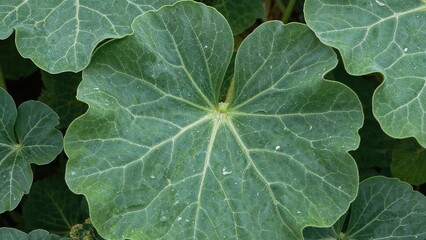 View from above of a Pumpkin leaf
