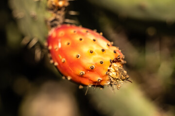 Close-up of cactus fruit