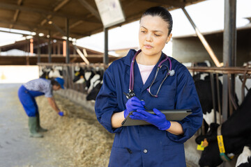 Focused middle-aged female veterinarian checking livestock and taking notes on tablet in rural shed