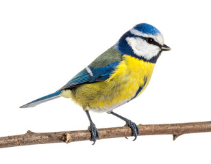 Blue Tit Bird Perched with Fluffy Feathers Isolated on White Background PNG