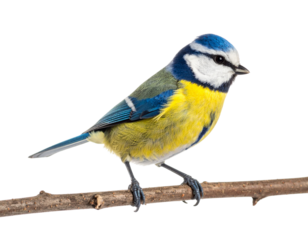 Blue Tit Bird Perched with Fluffy Feathers Isolated on White Background PNG
