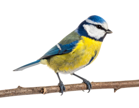 Blue Tit Bird Perched with Fluffy Feathers Isolated on White Background PNG