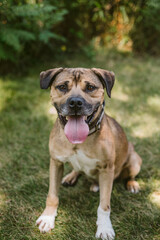 Obraz premium Brown pitbull dog happy in the park