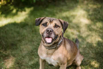 Brown pitbull dog happy in the park