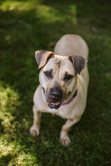 Pitbull dog at the park happy