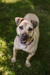 Pitbull dog at the park happy
