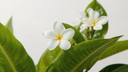 Obraz premium White Plumeria Flower