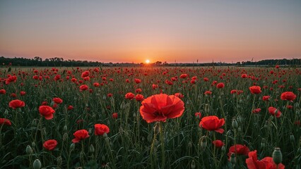 A countryside landscape featuring blooming red poppies at dusk.