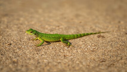 Reptile soaking up sunlight