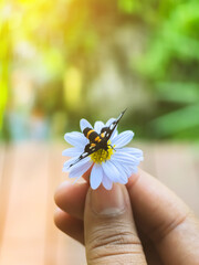 Nine spotted moth or Syntomis phegea on chamomile or daisy flower in hand of woman with green...