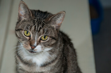 Cute close up of a cat at an animal shelter