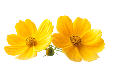 Isolated yellow flower cosmos bloom on white