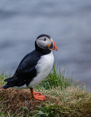 Puffin perched on a grassy cliff overlooking the ocean in stunning Icelandic scenery