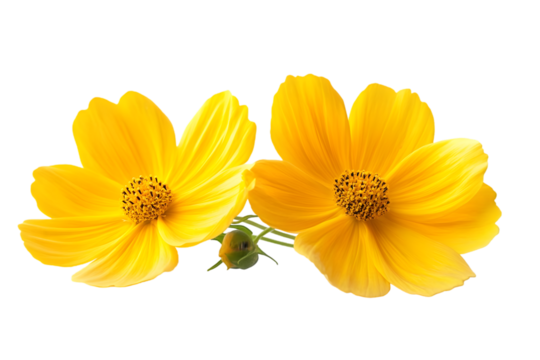 Isolated yellow flower cosmos bloom on white