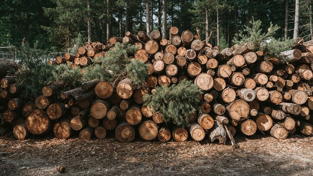 Timber stacks at a lumber processing site