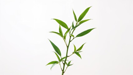 Fototapeta premium bamboo plant branch with green leaves isolated on white background natural decoration element for interior design and gardening themes