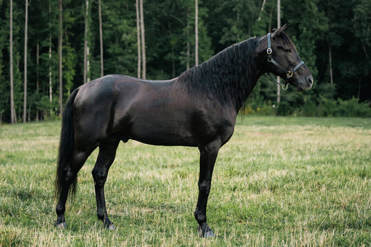 Black Standardbred Stallion Horse Standing Calmly in a Field Wearing a Halter