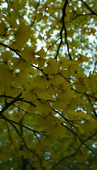 Fototapeta premium Background of ginkgo tree leaves, dramatic atmosphere. White tone
