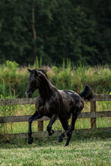 Black Standardbred Stallion Galloping Through a Green Field