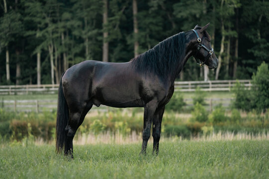 Black Standardbred Stallion Horse Standing Calmly in a Field Wearing a Halter