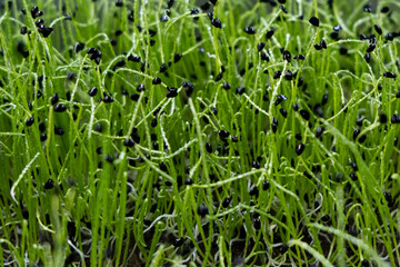 green leaves of cabbage tatsoy grown on a microfarm using the agroponic method
