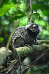 Common marmoset climbing a tree in Ilha Grande, Rio de Janeiro, Brazil