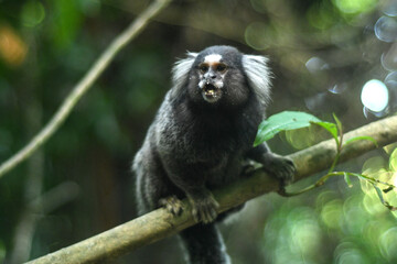Common marmoset climbing a tree in Ilha Grande, Rio de Janeiro, Brazil