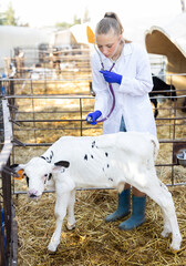 Small calf in cattle pen during medical examination. Girl vet doctor checks animals health status,...